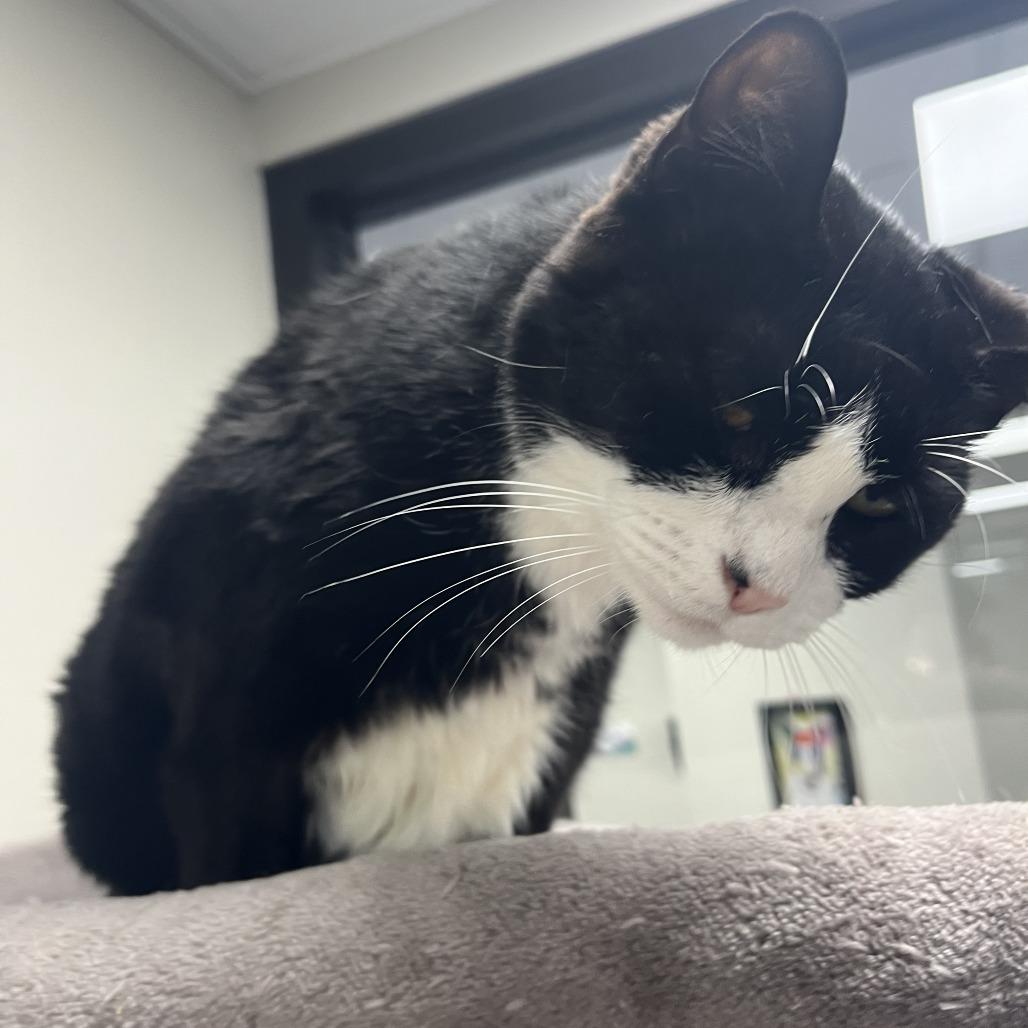 Enlarge Margie, a Adoptable Domestic Short Hair in Gainesville, FL image 1/3