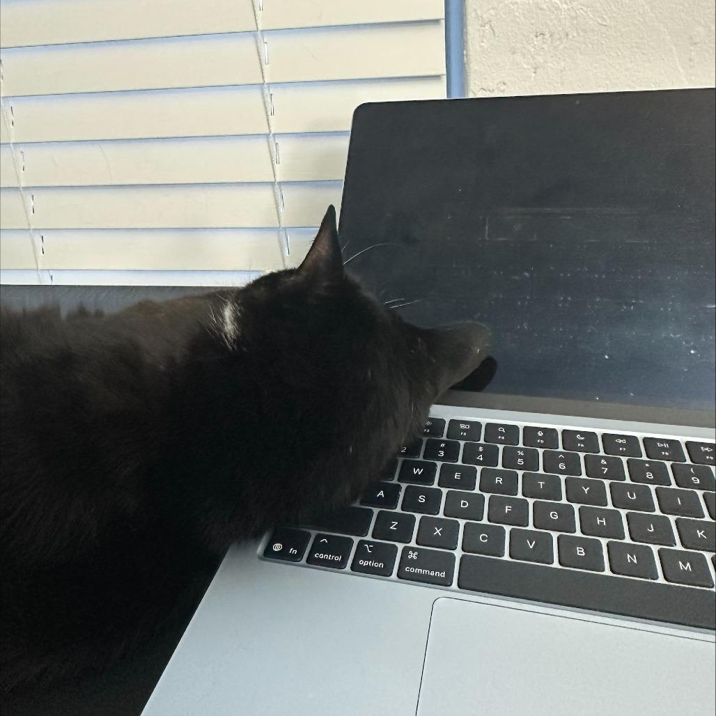Margie, a Adoptable Domestic Short Hair in Gainesville, FL image 3/6
