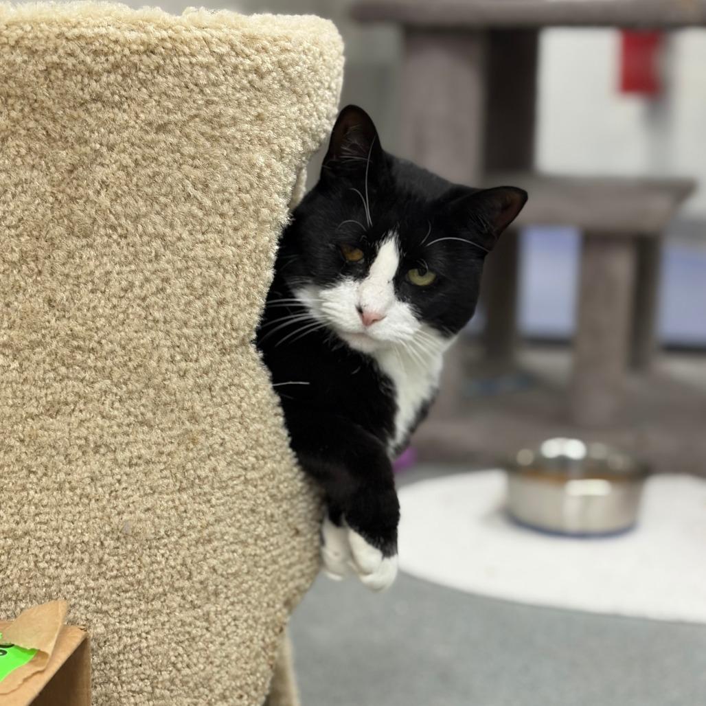 Enlarge Margie, a Adoptable Domestic Short Hair in Gainesville, FL image 2/3