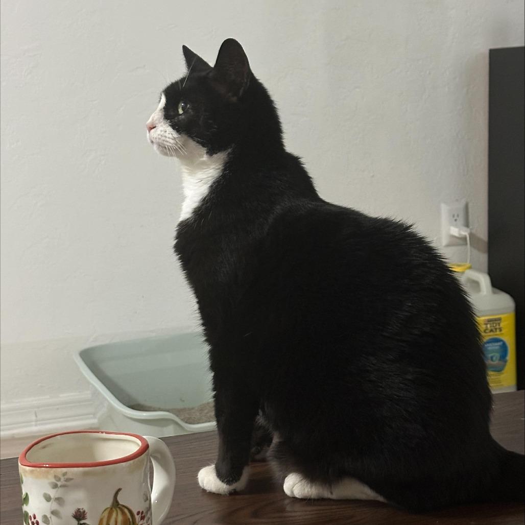 Margie, a Adoptable Domestic Short Hair in Gainesville, FL image 5/6