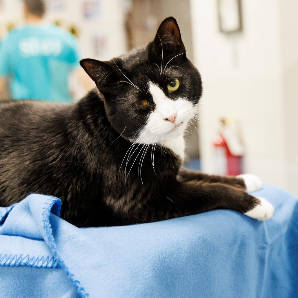 Enlarge Margie, a Adoptable Domestic Short Hair in Gainesville, FL image 3/3