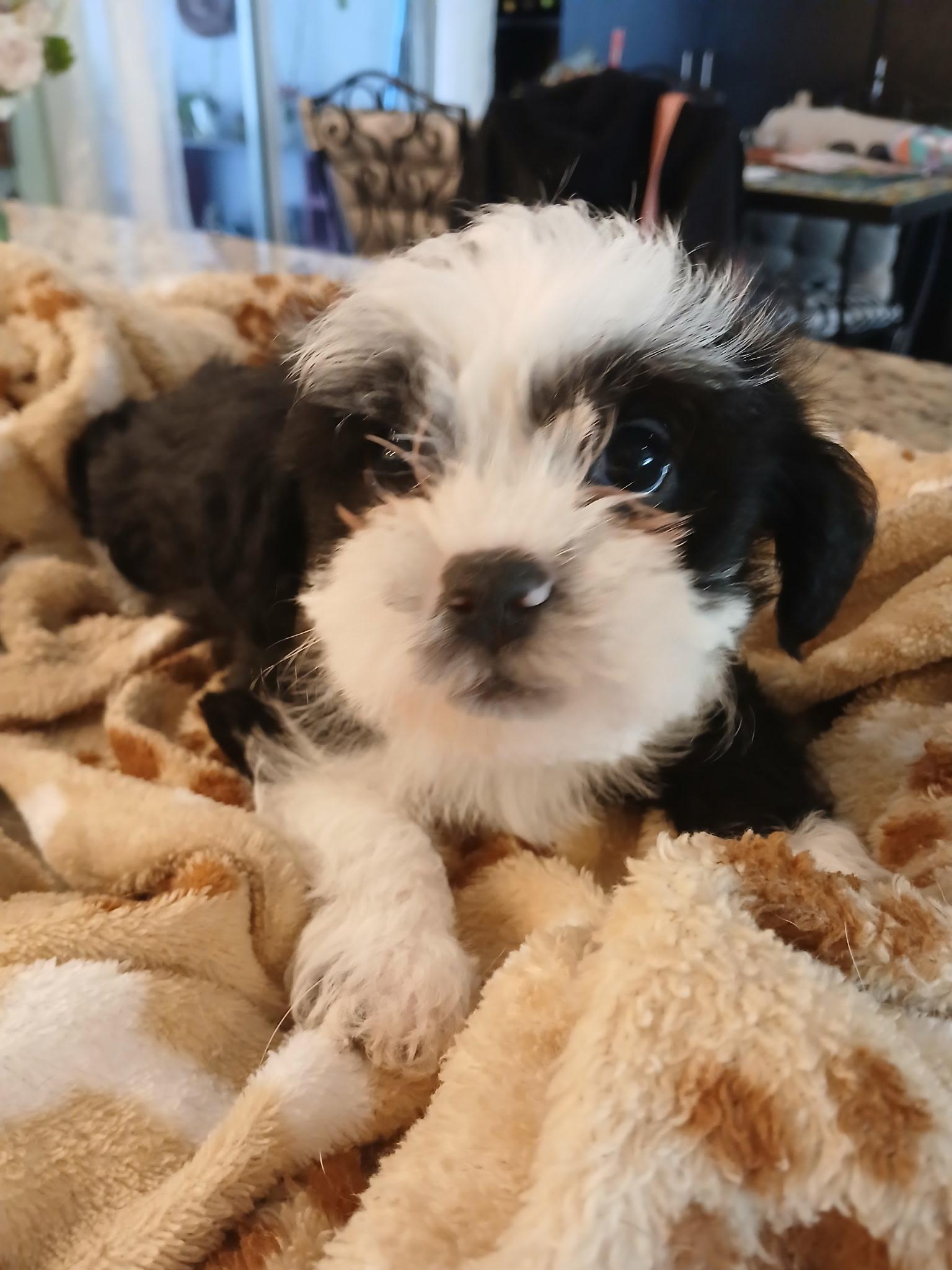 Enlarge Cooper, a ADOPTABLE mixed breed in Inverness, FL image 1/1