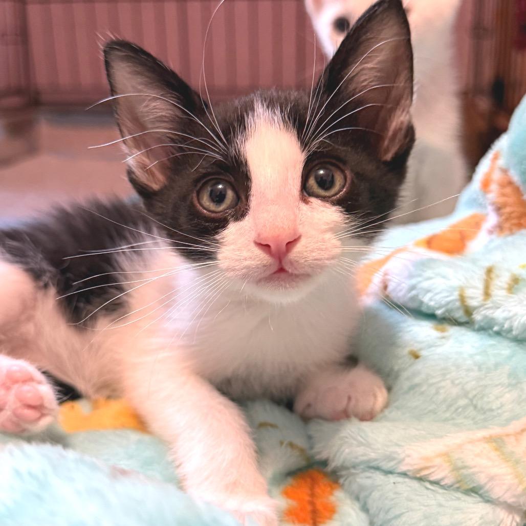 Enlarge Sundancer, a Adoptable Domestic Short Hair in Redwood Valley, CA image 1/6