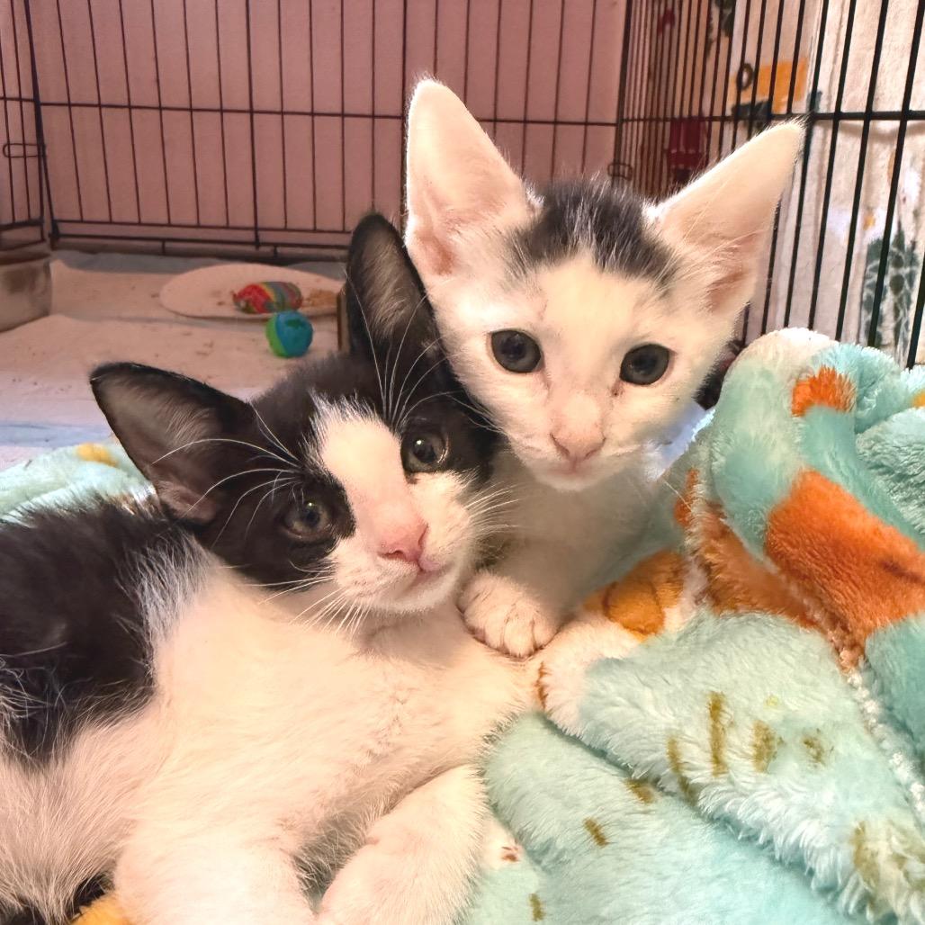 Enlarge Sundancer, a Adoptable Domestic Short Hair in Redwood Valley, CA image 2/6