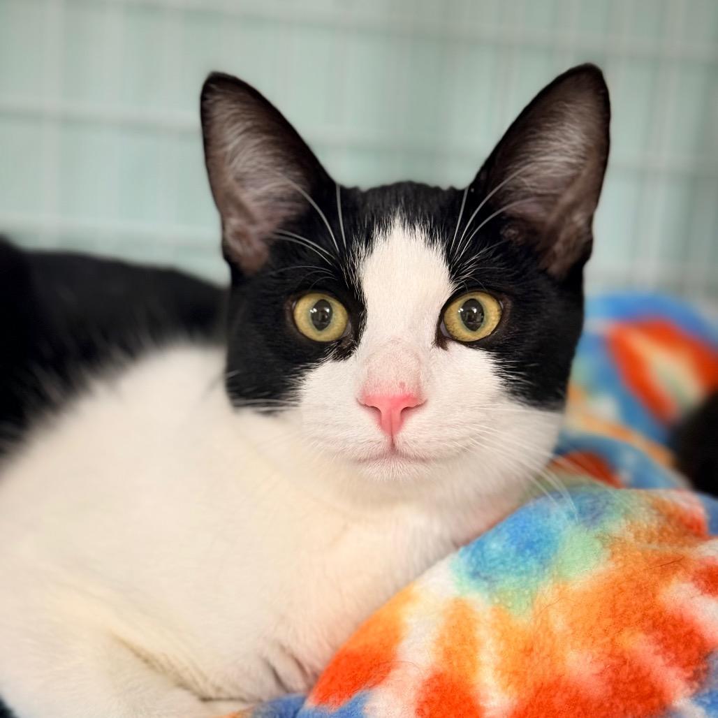 Enlarge Sundancer, a Adoptable Domestic Short Hair in Redwood Valley, CA image 4/6