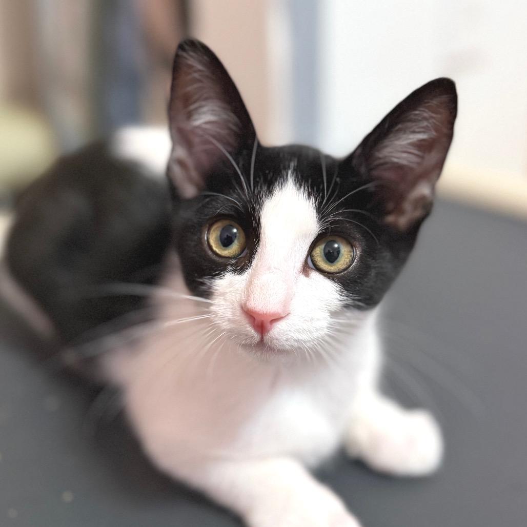 Enlarge Sundancer, a Adoptable Domestic Short Hair in Redwood Valley, CA image 6/6