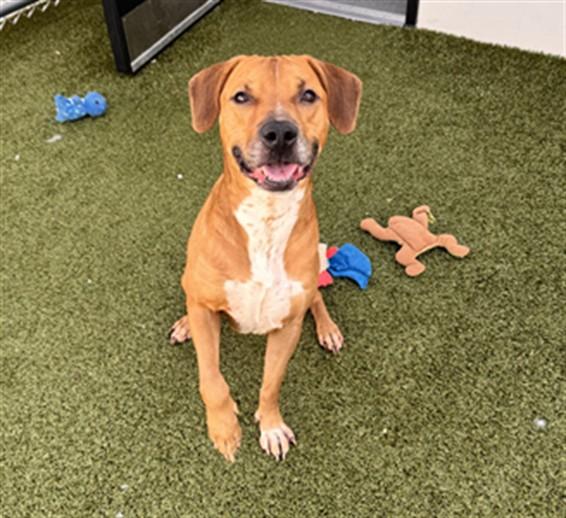 ZINC, Adoptable, Adult Male Redbone Coonhound & Mixed Breed.