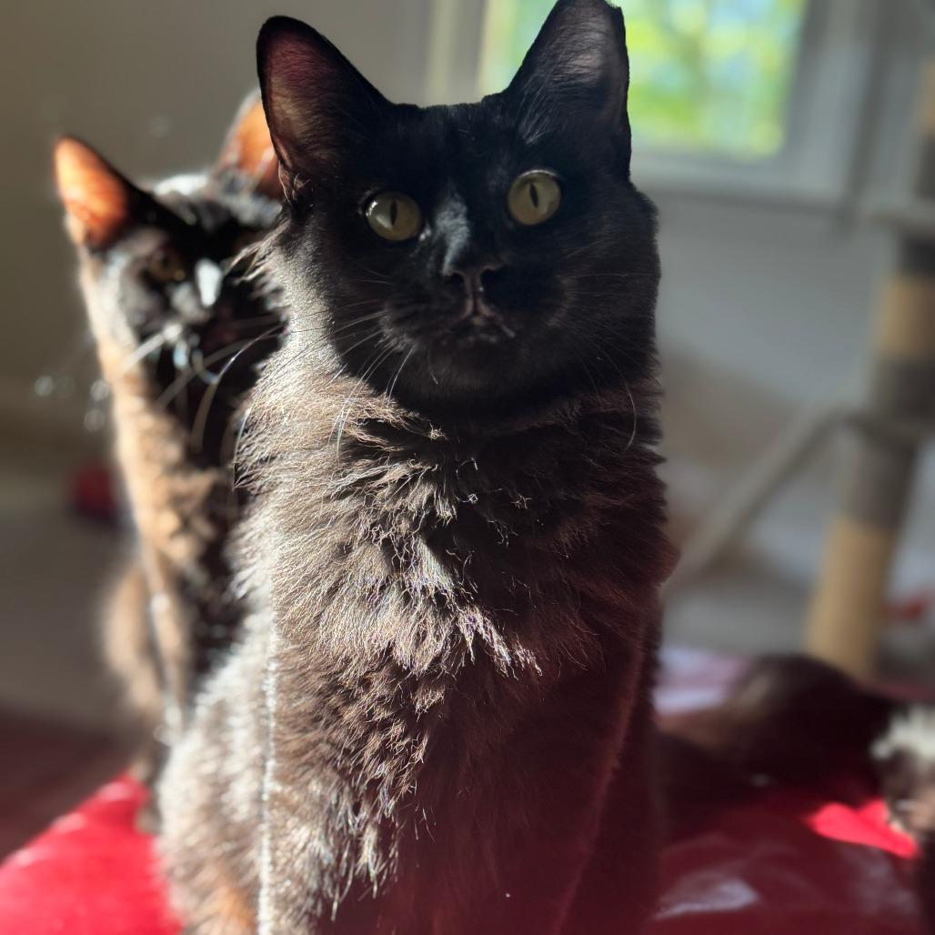 Enlarge Spooky, a Adoptable Domestic Medium Hair in Durham, NC image 1/6