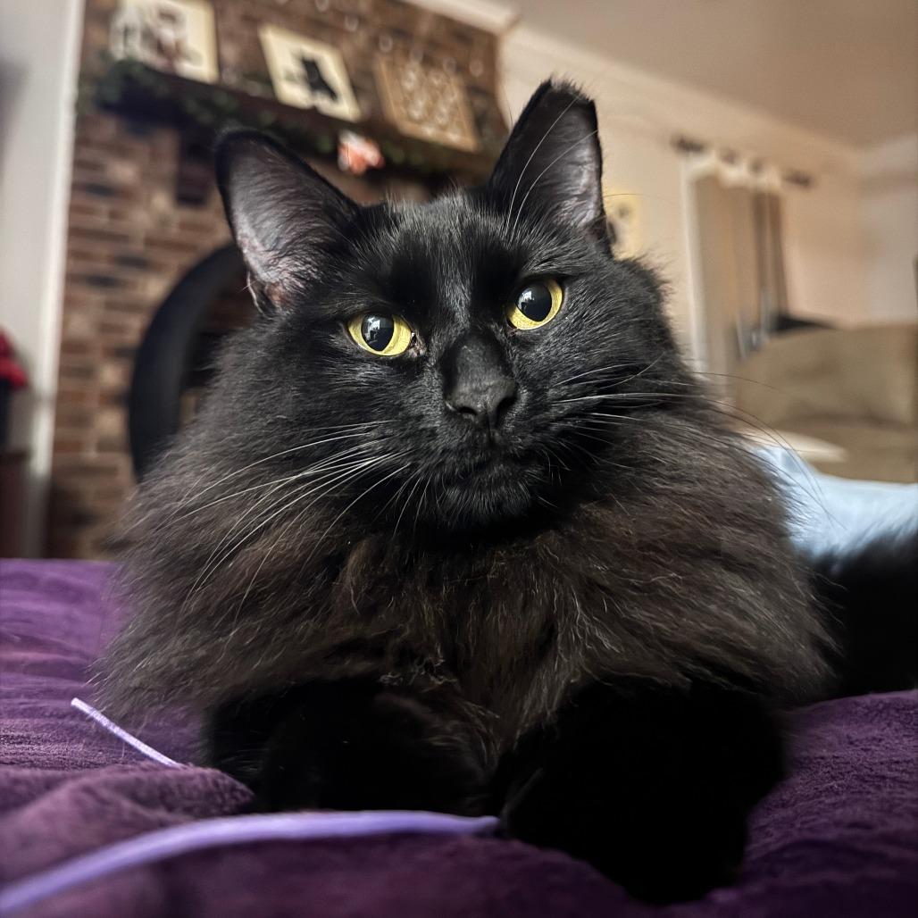Enlarge Spooky, a Adoptable Domestic Medium Hair in Durham, NC image 2/6