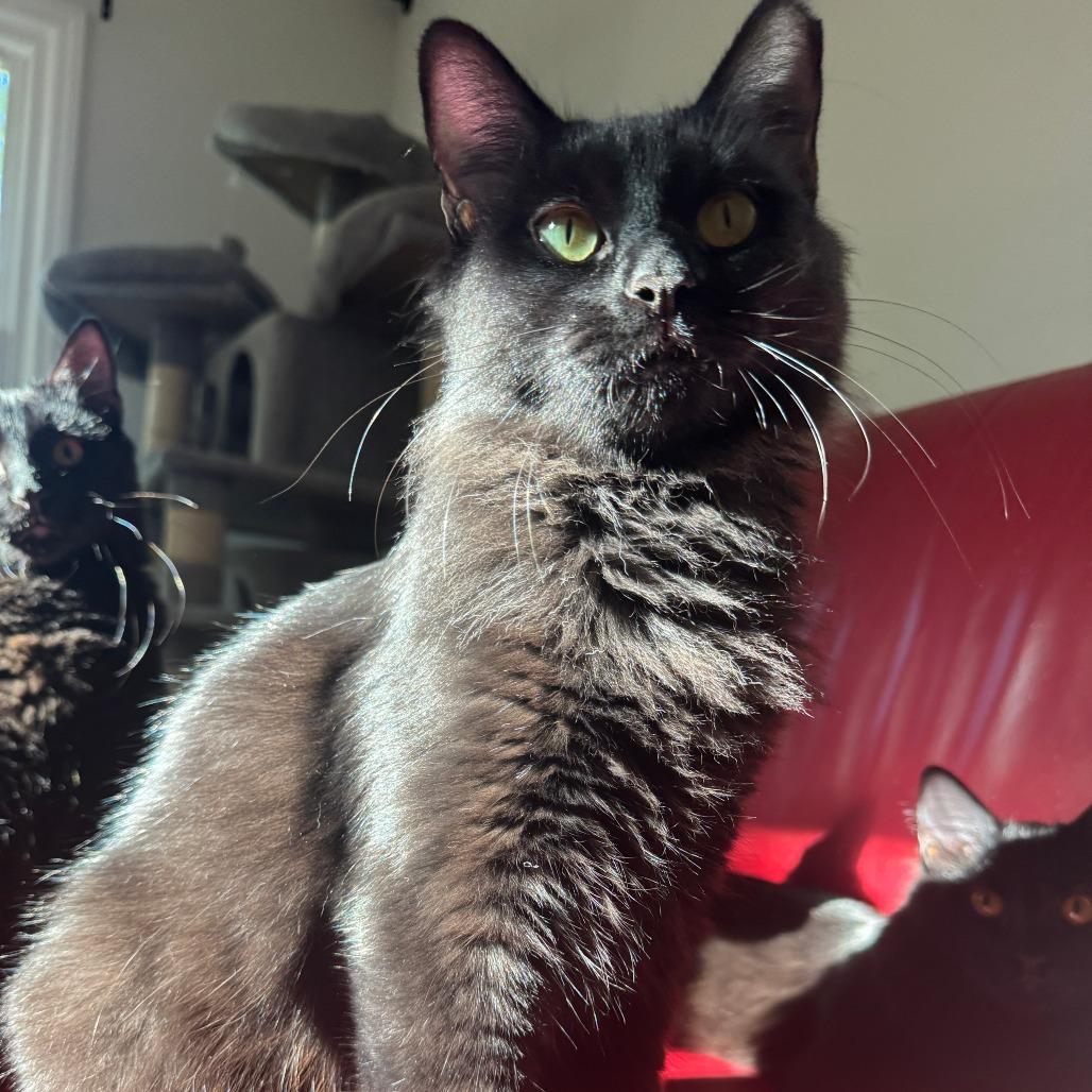 Enlarge Spooky, a Adoptable Domestic Medium Hair in Durham, NC image 3/6