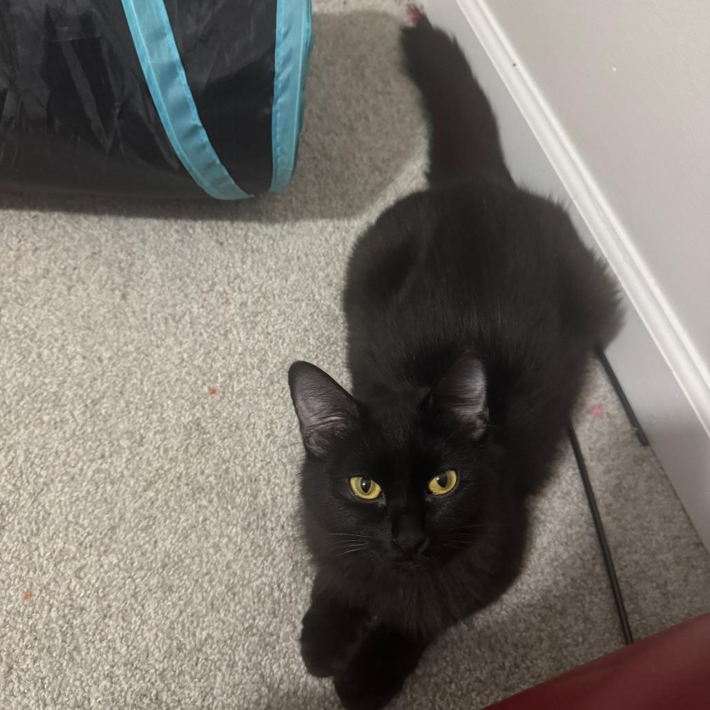 Enlarge Spooky, a Adoptable Domestic Medium Hair in Durham, NC image 4/6