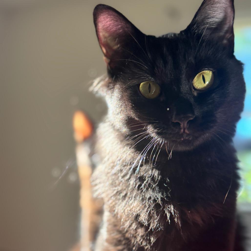 Enlarge Spooky, a Adoptable Domestic Medium Hair in Durham, NC image 5/6
