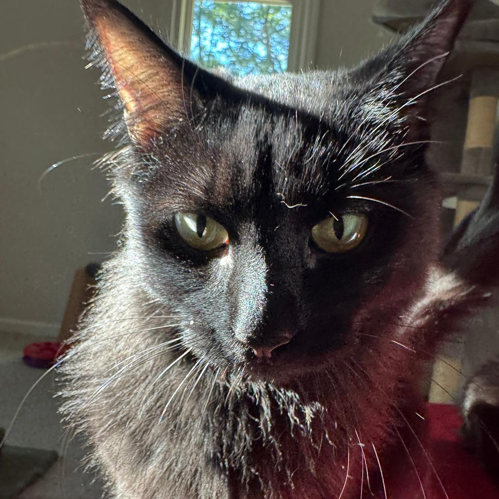 Enlarge Spooky, a Adoptable Domestic Medium Hair in Durham, NC image 6/6