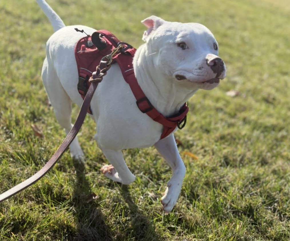 Enlarge Floyd, a ADOPTABLE mixed breed in Rochester, NY image 3/5
