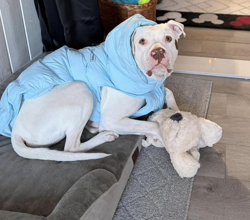 Enlarge Floyd, a ADOPTABLE mixed breed in Rochester, NY image 2/5