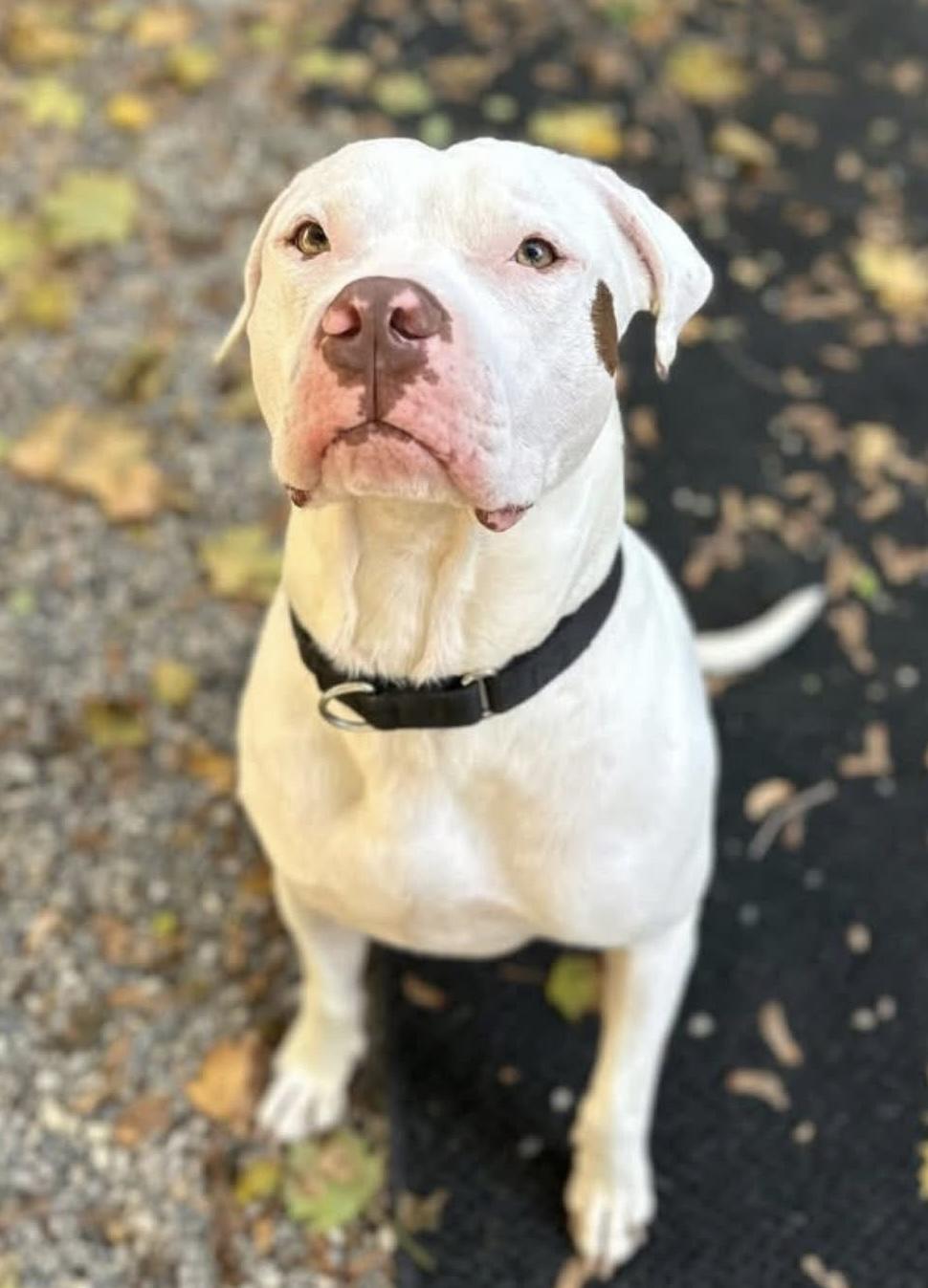 Enlarge Floyd, a ADOPTABLE mixed breed in Rochester, NY image 5/5