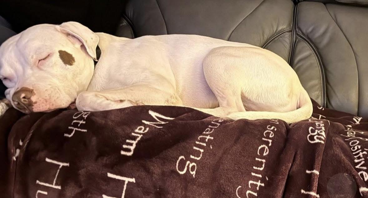 Enlarge Floyd, a ADOPTABLE mixed breed in Rochester, NY image 4/5