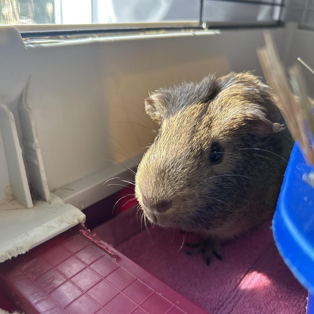 Vinney, Adoptable, Adult Male Guinea Pig.