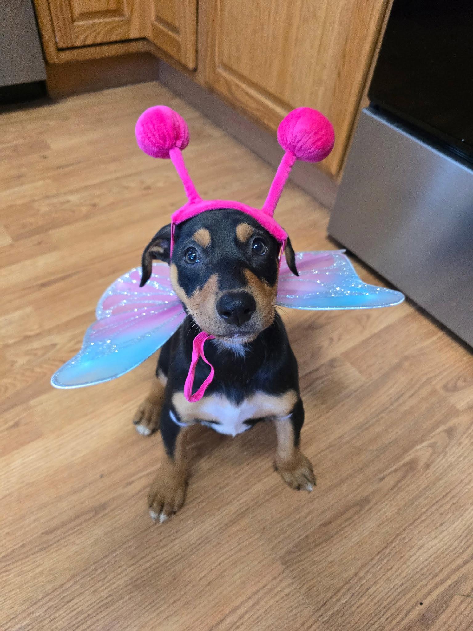 Maple, Adopted, Puppy Female Doberman Pinscher.