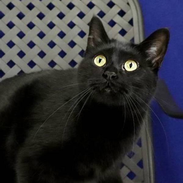 Enlarge Andromeda, a Adoptable mixed breed in Midland, TX image 2/4