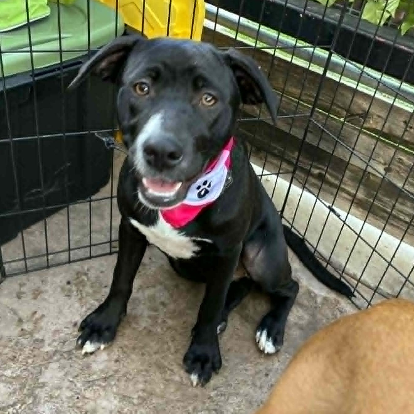 Athena, an adoptable mixed breed in Oklahoma City, OK image 4/6