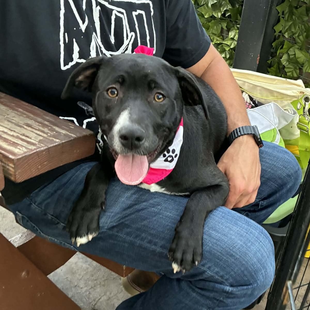 Athena, an adoptable mixed breed in Oklahoma City, OK image 6/6