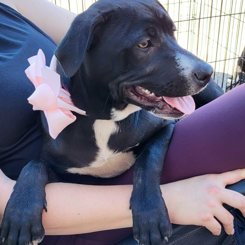 Enlarge Athena, a Adoptable mixed breed in Oklahoma City, OK image 4/5