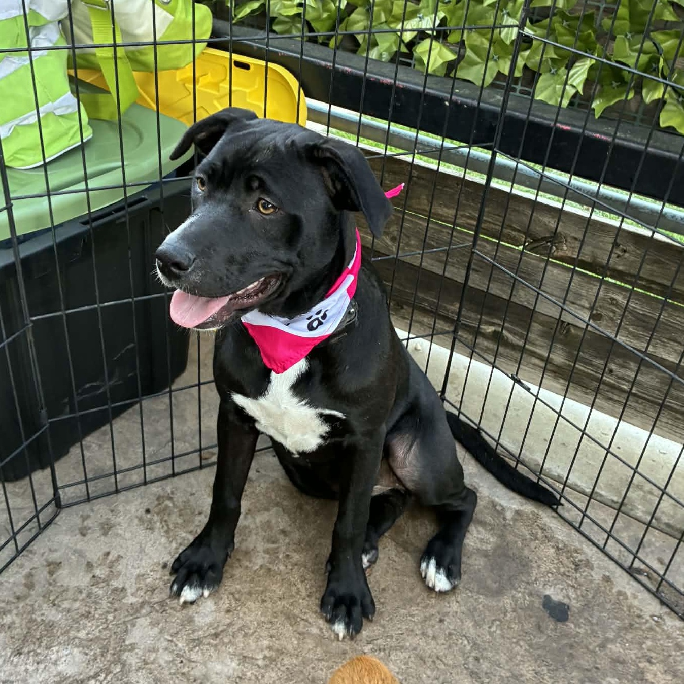 Athena, an adoptable mixed breed in Oklahoma City, OK image 3/6