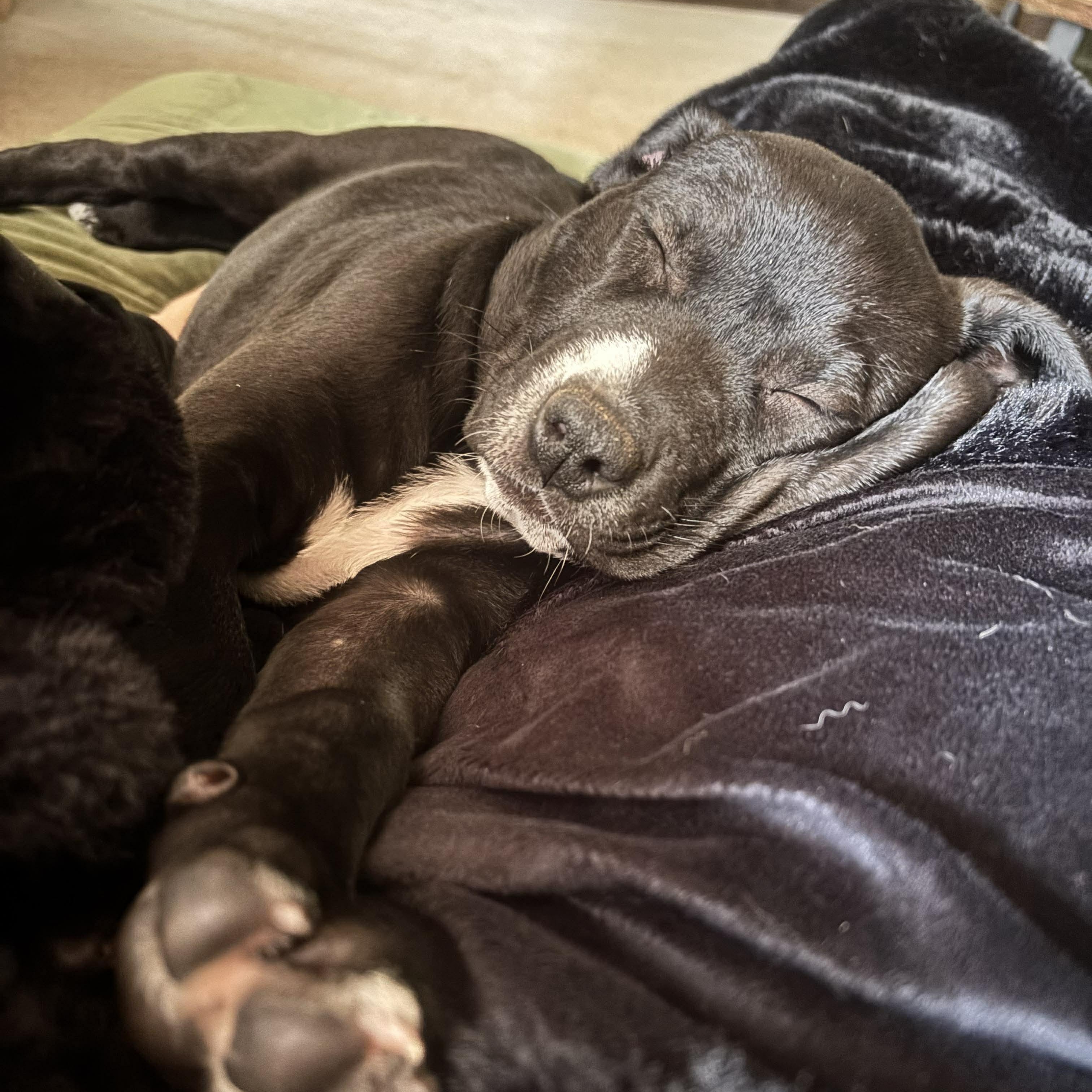 Enlarge Athena, a Adoptable mixed breed in Oklahoma City, OK image 2/5