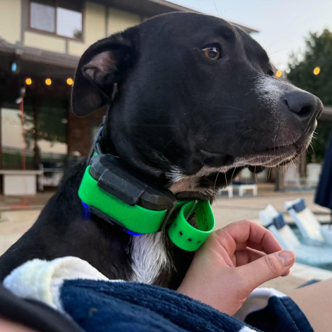 Enlarge Athena, a Adoptable mixed breed in Oklahoma City, OK image 1/6