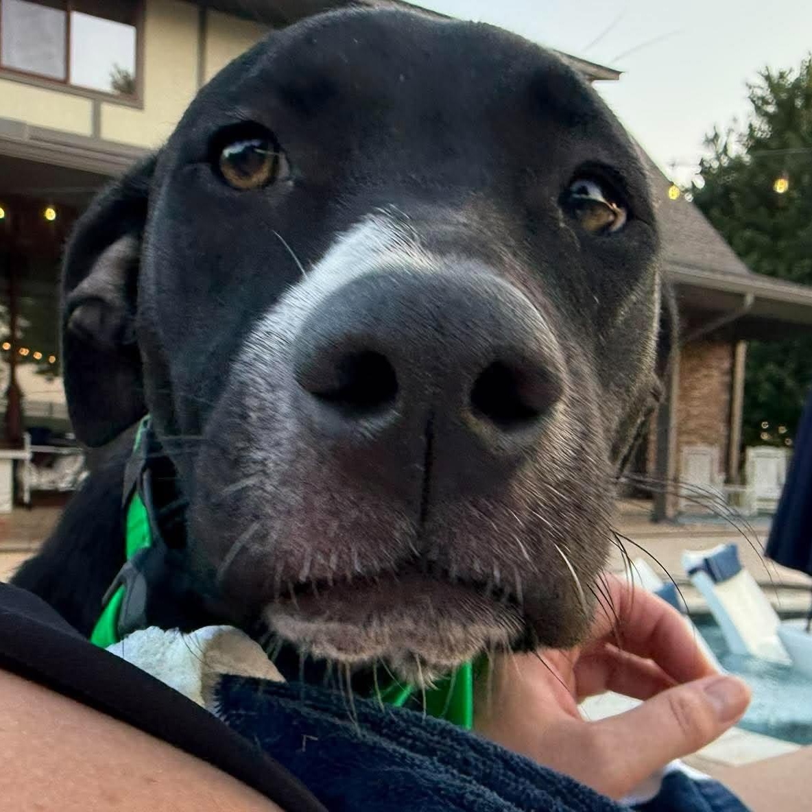 Enlarge Athena, a Adoptable mixed breed in Oklahoma City, OK image 4/6