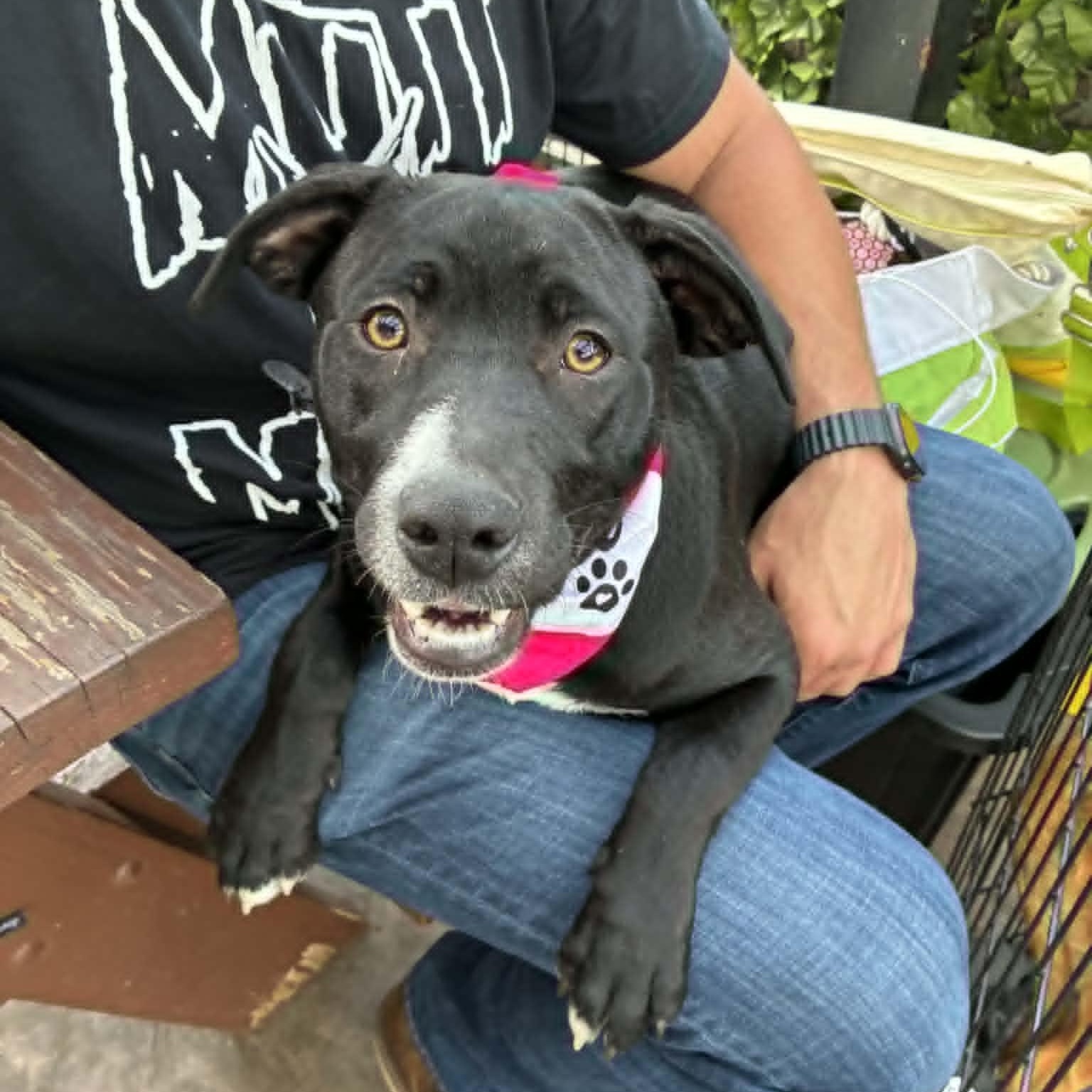 Athena, Adoptable, Puppy Female Terrier & Pit Bull Terrier.