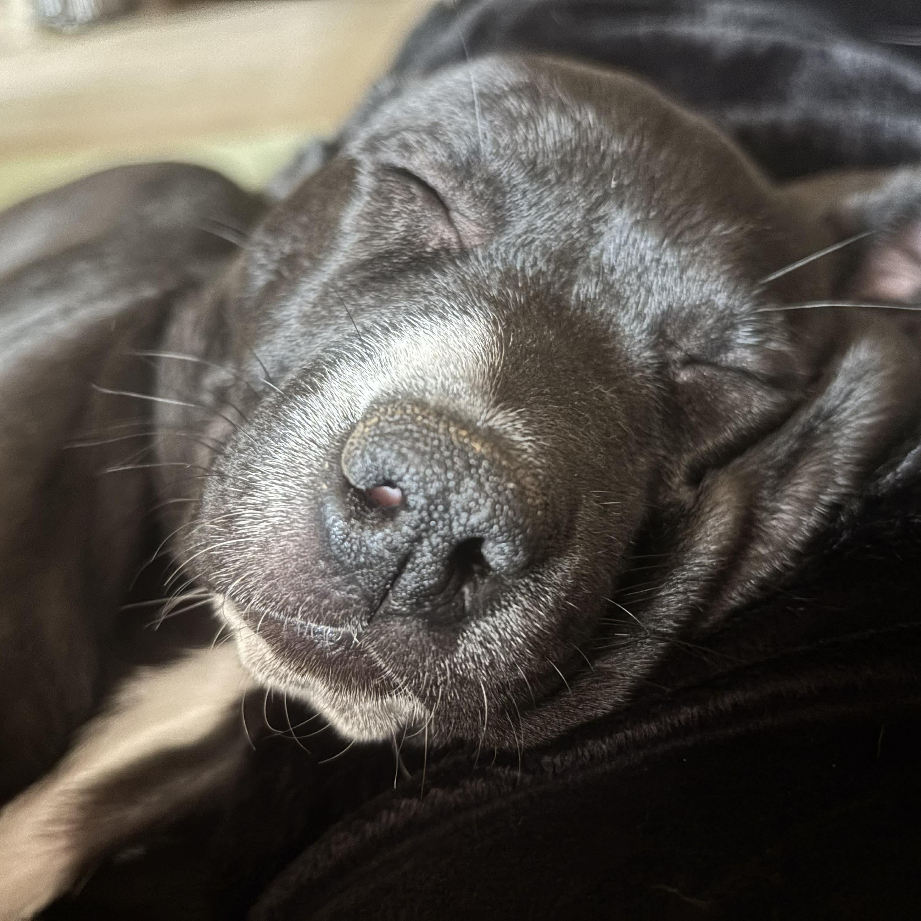 Athena, Adoptable, Puppy Female Terrier & Pit Bull Terrier.