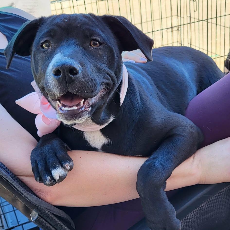 Enlarge Athena, a Adoptable mixed breed in Oklahoma City, OK image 5/5