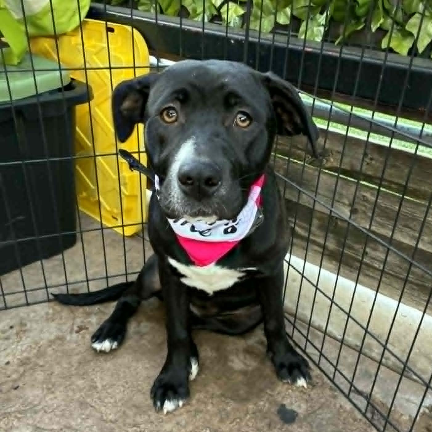 Athena, an adoptable mixed breed in Oklahoma City, OK image 5/6