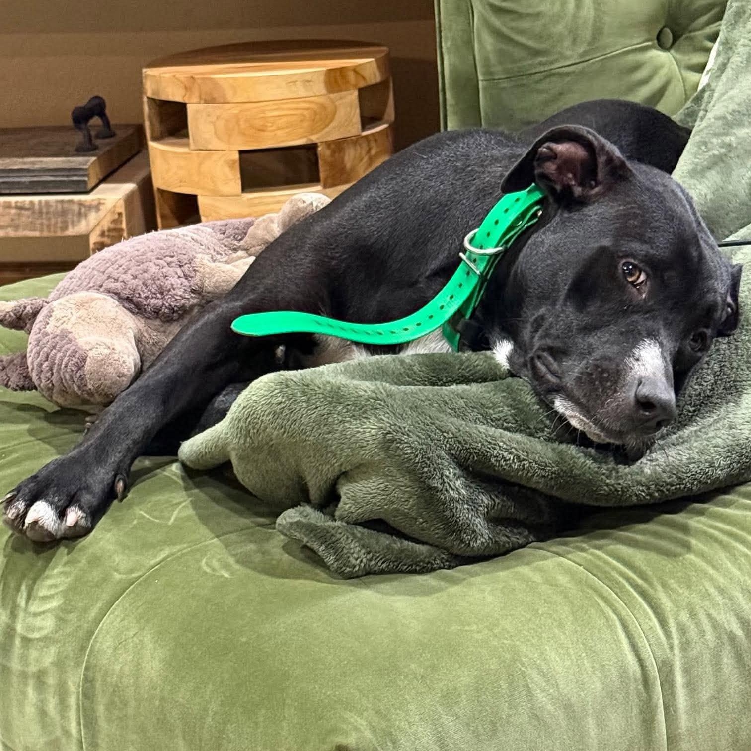 Enlarge Athena, a Adoptable mixed breed in Oklahoma City, OK image 3/6