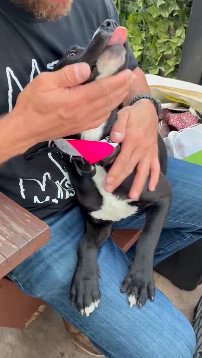 Enlarge Athena, an adoptable mixed breed in Oklahoma City, OK video 2/6