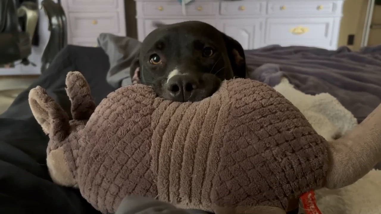 Enlarge Athena, a Adoptable mixed breed in Oklahoma City, OK video 5/6
