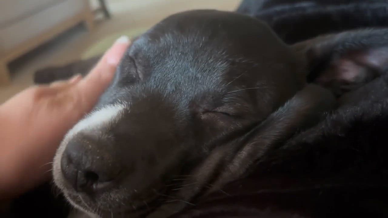 Enlarge Athena, a Adoptable mixed breed in Oklahoma City, OK video 3/5