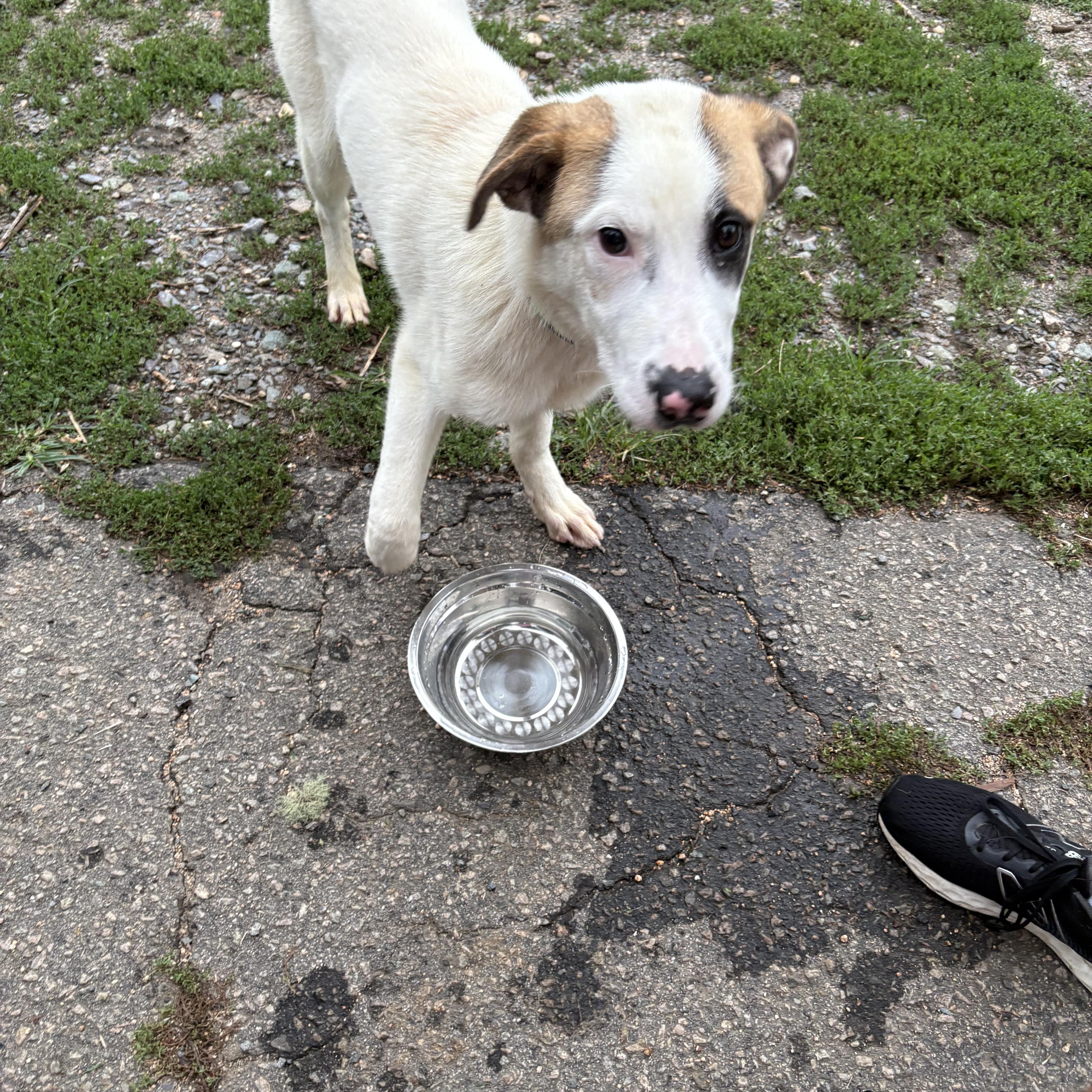 Jarrod, a ADOPTABLE mixed breed in Angier , NC image 2/5