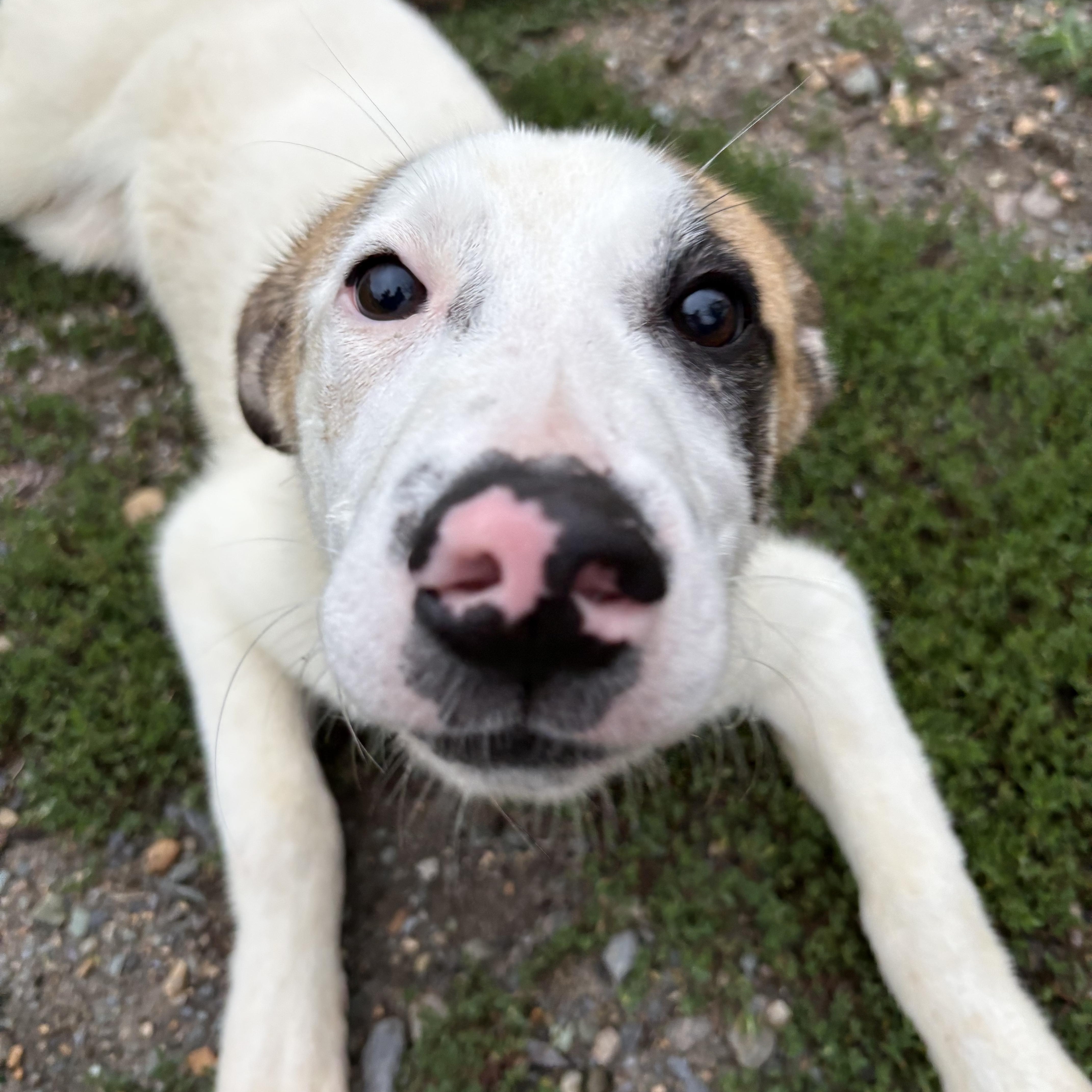 Jarrod, ADOPTABLE, Puppy Male Anatolian Shepherd.