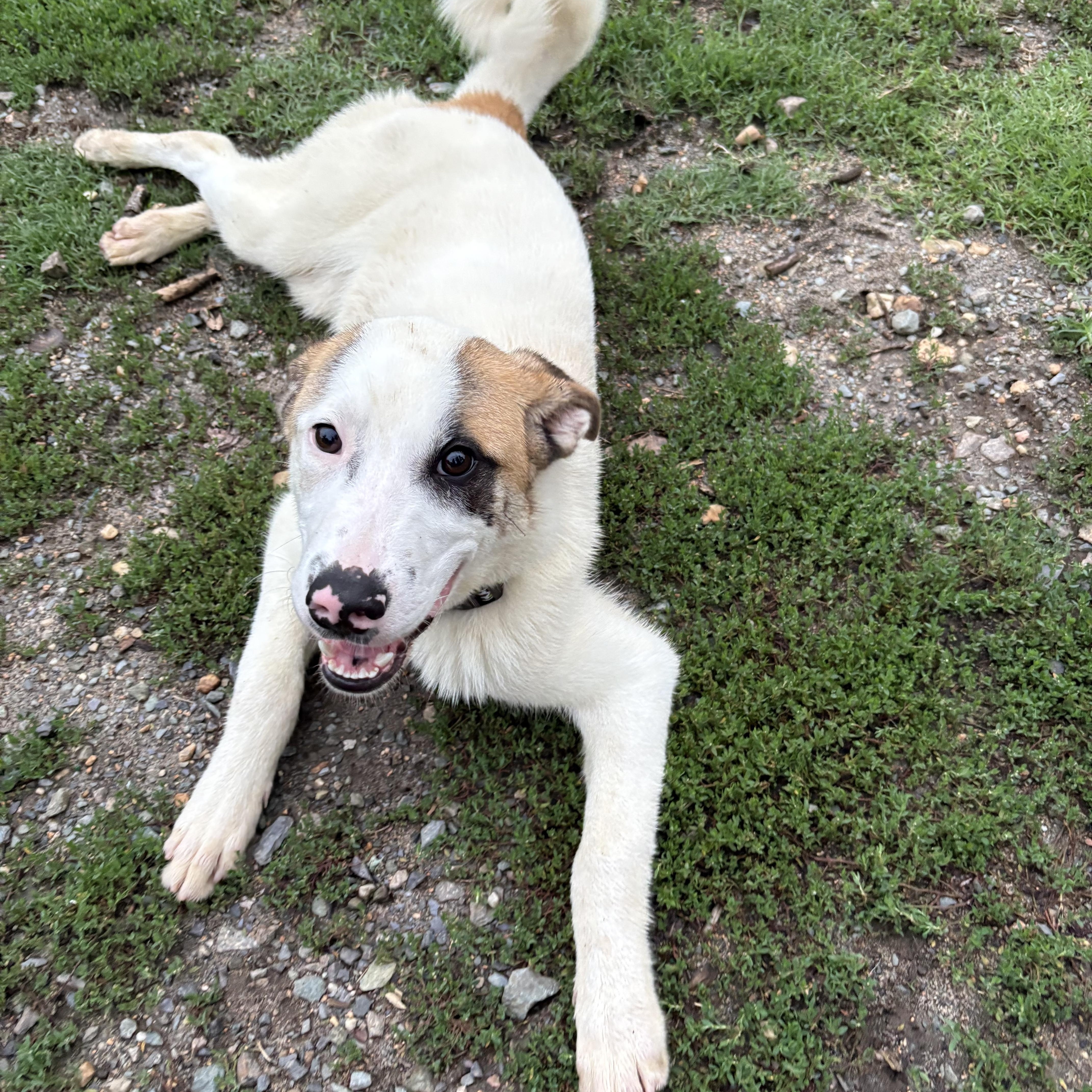 Jarrod, a ADOPTABLE mixed breed in Angier , NC image 3/5