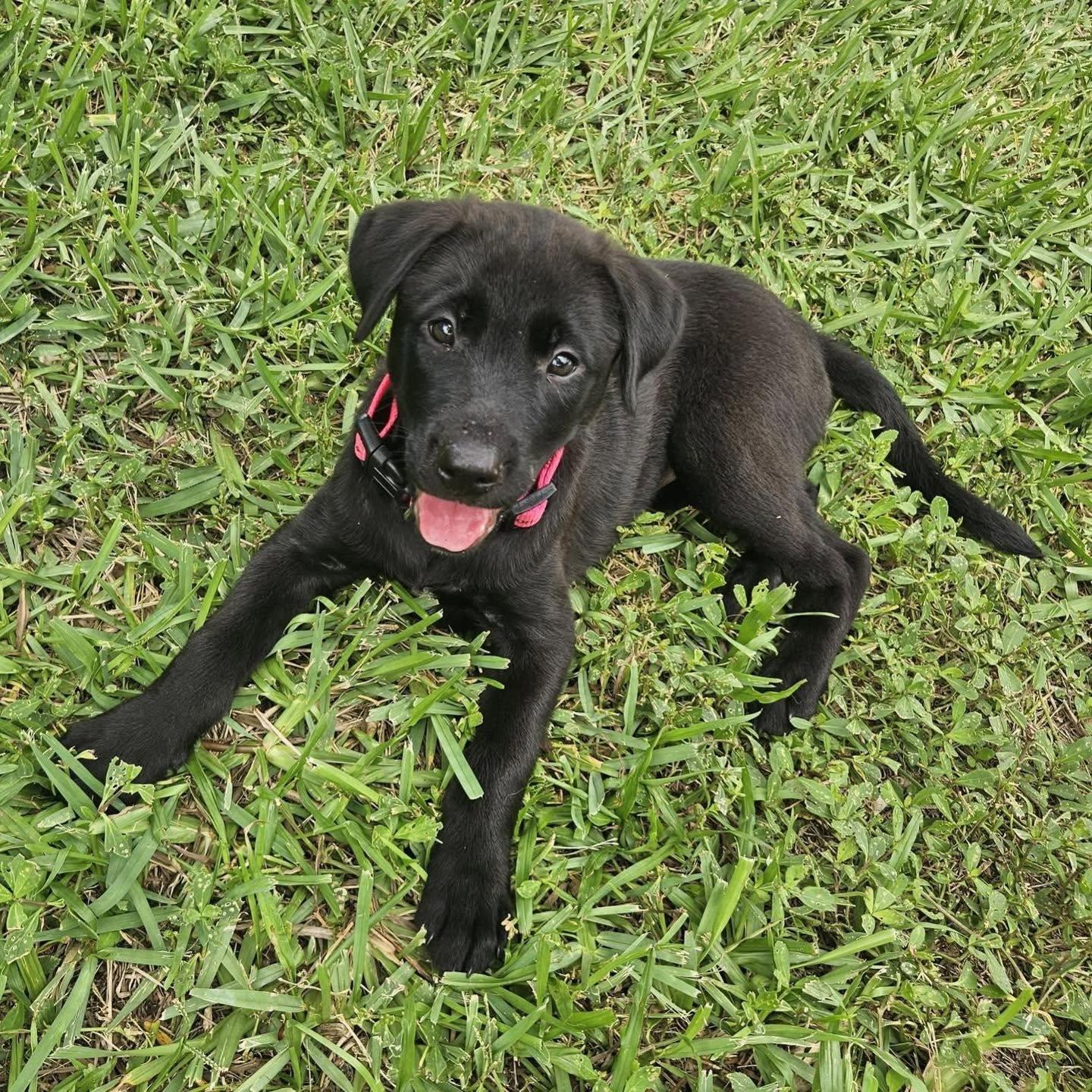 Enlarge Marilyn, an adopted Labrador Retriever in Saint Petersburg, FL image 1/1