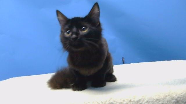 GHOSTFACE, Adoptable, Kitten Male Domestic Short Hair.