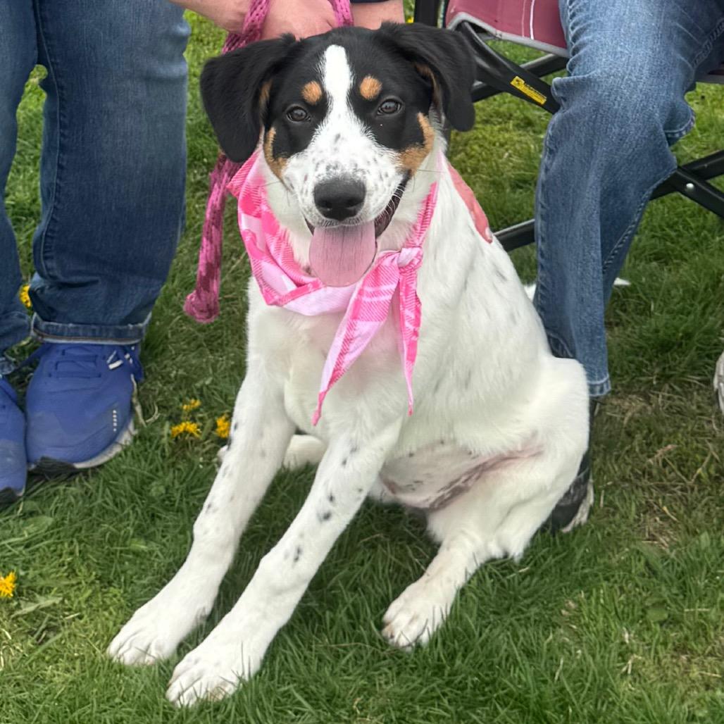 Beauty, Adoptable, Puppy Female Great Pyrenees & Hound.