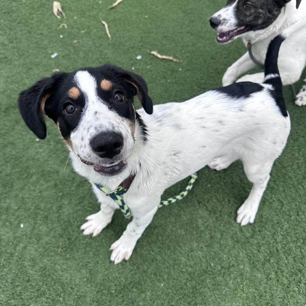 Enlarge Beauty, a Adoptable mixed breed in Canton, IL image 2/6