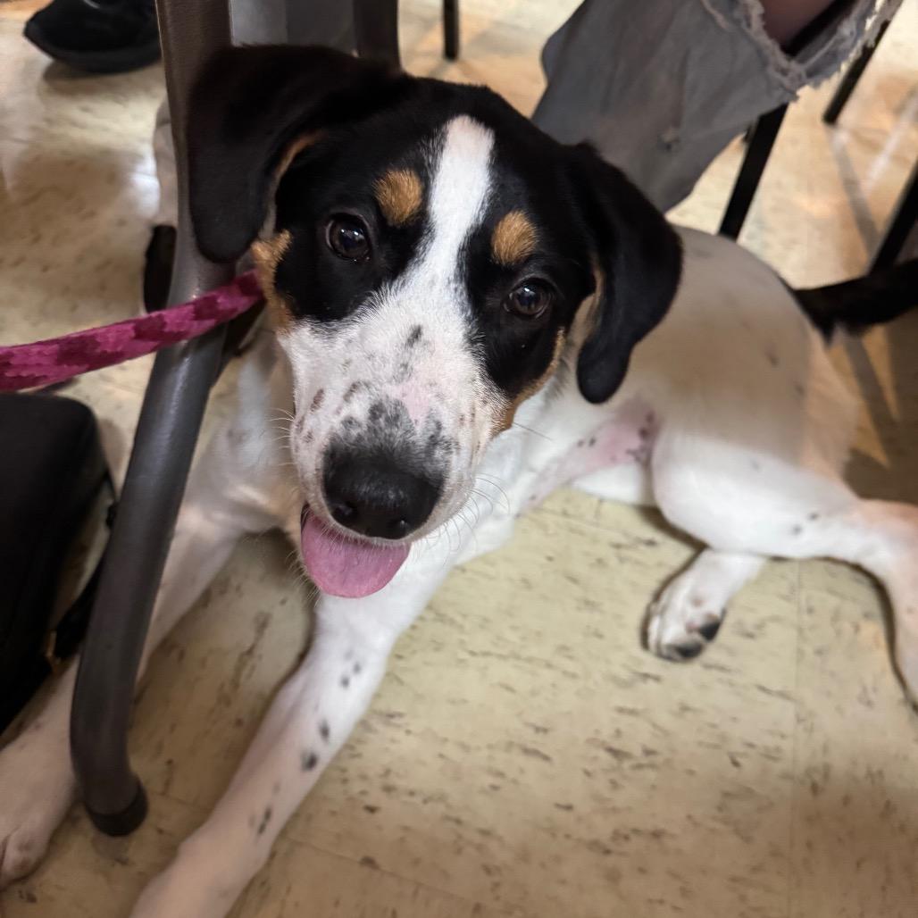 Enlarge Beauty, a Adoptable mixed breed in Canton, IL image 3/6