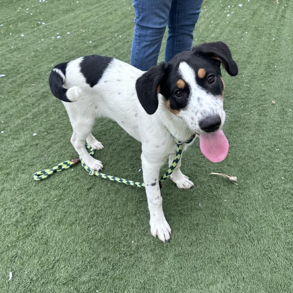 Enlarge Beauty, a Adoptable mixed breed in Canton, IL image 5/6