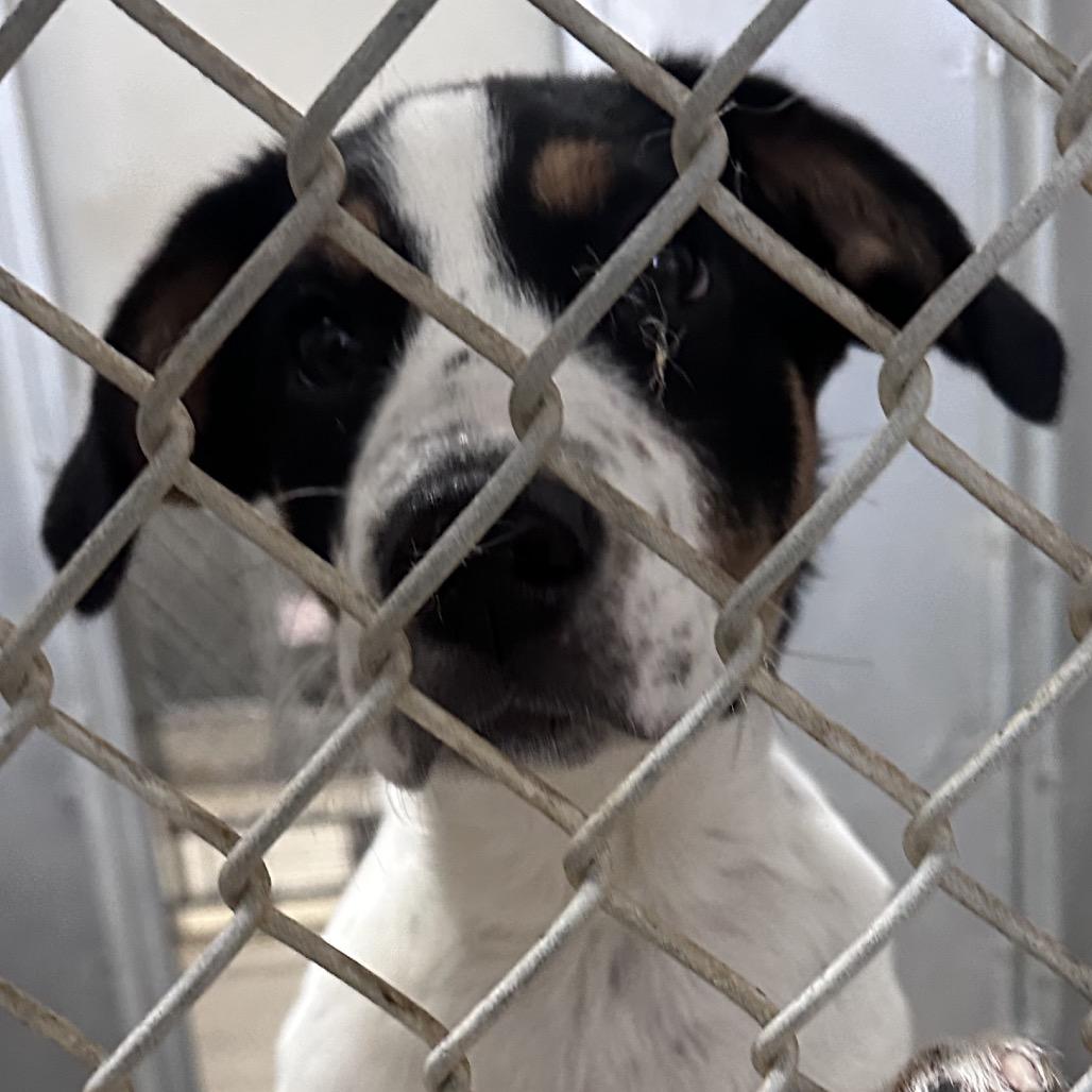 Enlarge Beauty, a Adoptable mixed breed in Canton, IL image 6/6