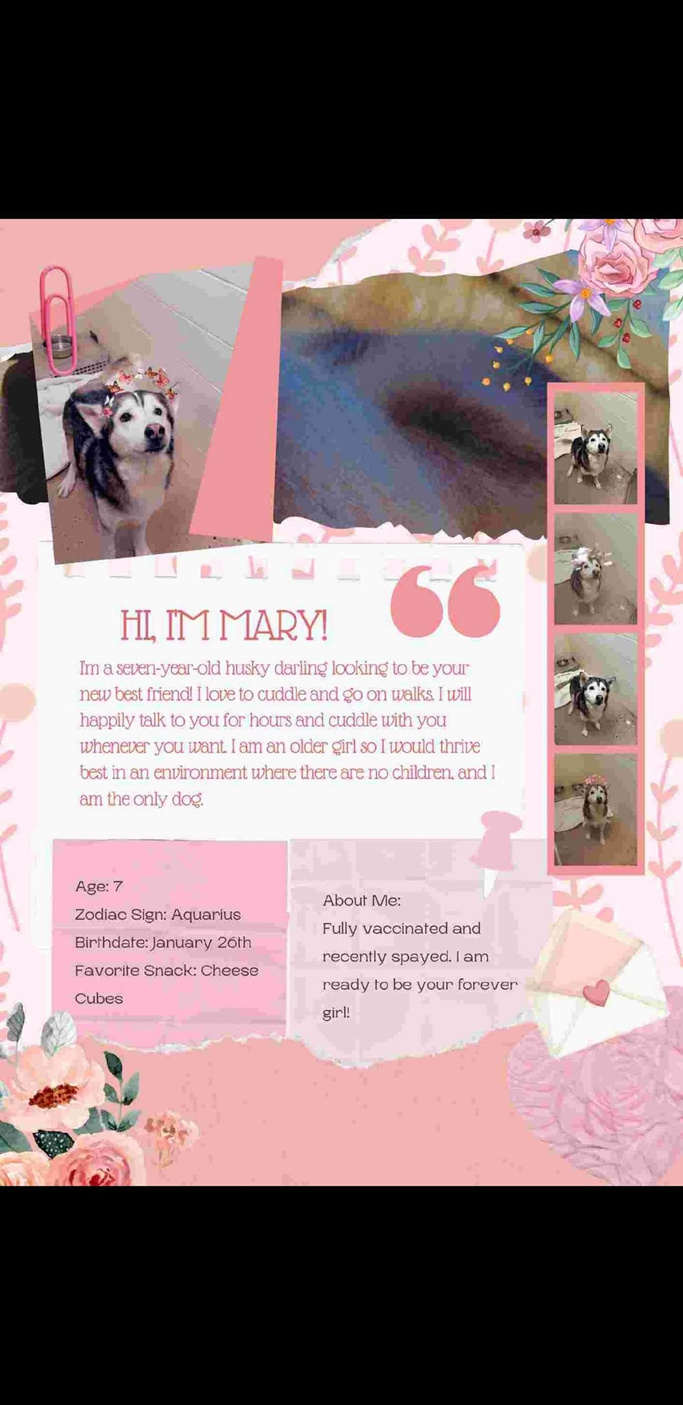 Enlarge Mary, a Adoptable Husky in Jonesboro, GA image 1/1